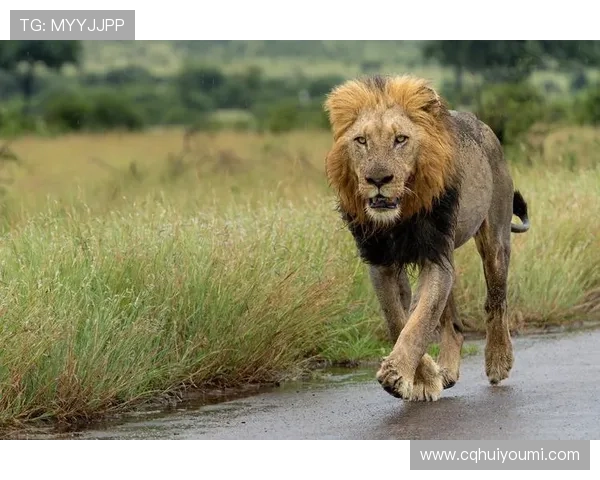 非洲雄狮崛起背后的故事与挑战探秘以及生态保护的迫切呼声 - 副本 (3) - 副本 - 副本